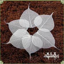 Maybe you would like to learn more about one of these? Pengiriman Gratis 20 Pcs Lot Persediaan Buddhisme Daun Bodhi Alami Bookmark Diy Kartu Aksesoris Menahan Bunga Bahan Lukisan Daun Spesimen Card Online Cards Yugiohcard Samsung Aliexpress