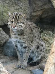 Je l'ai pris sur moi dans la voiture et il a commencé à me monter dessus, tout comme un chaton le ferait. Chat Sauvage Larousse
