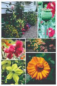 Hãy giúp mọi người biết câu trả lời này thế nào? 5 Flowers That Are Dead Simple To Grow From Seed The Impatient Gardener