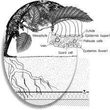 A sample 2 cm wide step in harness can be seen on the picture on a size s, 8 kgs puppy. Fundamentals Of Plant Anatomy And Physiology Related To Water Use Springerlink