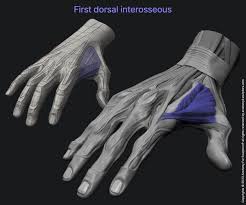 Image result for Hand Anatomy