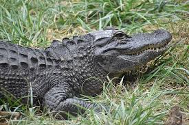 We did not find results for: Temuan Baru Aligator Kerabat Buaya Ternyata Bisa Meregenerasi Ekornya