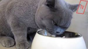 British Shorthair Kedi Ozellikleri Ve Bakimi Kedi Yavru Kediler