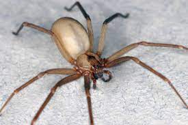 Everybody thinks they know someone who's been bitten by one, but bites are actually rare. Spiders Araneae Sciencedirect
