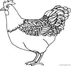 You can download, favorites, color online and print these chick for free. Realistic Chicken Coloring Page Coloringall