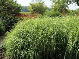 Maybe you would like to learn more about one of these? Uberhangendes Zebra Chinaschilf Zebrinus Fur Deinen Garten