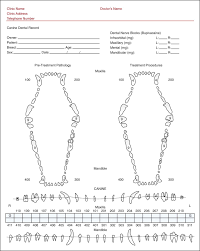 Chihuahua Teeth Diagram Catalogue Of Schemas