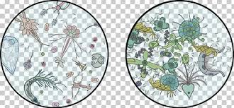 Phytoplankton Zooplankton Drawing Png Clipart Algae Area Art Branch Circle Free Png Download Here you can explore hq zooplankton transparent illustrations, icons and clipart with filter setting like size, type, color etc. phytoplankton zooplankton drawing png