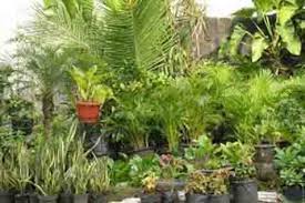 Apalagi minima kecil ini berdaun kuning. Klhk Tangkap 2 Pelaku Penjual Tanaman Langka Via Online Kabar24 Bisnis Com