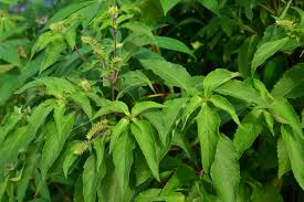 Image result for Ocimum fimbriatum