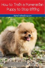 They are exploring their world and communicating with their mouths. Proven Strategies For How To Train A Pomeranian Puppy Not To Bite Alpha Trained Dog