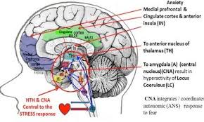 Response To Threat Stimulus Cingulate Cortex Nervous System No Response
