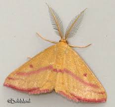 Whats The Difference Between Butterflies And Moths Moth Butterfly Insects