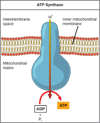 What does mitochondria use to make atp. Electron Transport Chain Biology For Majors I