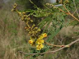 Image result for Peltophorum africanum