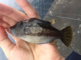 カワハギ 毒 見分け