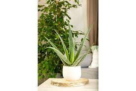 Aloe vera pflegen, vermehren und richtig giessen und düngen. Echte Aloe Topfgrosse O15cm Aloe Vera Kaufen Bei Coop Bau Hobby