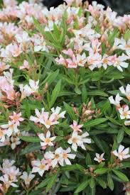 Image result for Nerium oleander