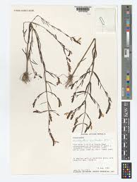 Image result for Aeollanthus rehmannii