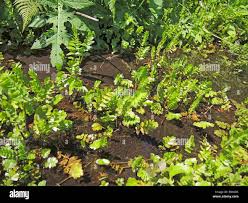 Image result for Berula erecta