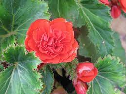 Wintering Begonias Overwintering A Begonia In Cold Climates Overwintering Tuberous Begonia Winter Plants