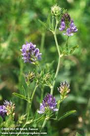 Image result for Medicago sativa