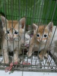 31 january 2020 / animal lovers 27. Kucing Kitten Himalaya Mix Dome Perlengkapan Hewan Aksesoris Hewan Di Carousell