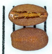 Image result for Spermacoce princeae