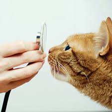Maybe you would like to learn more about one of these? Vet Near Me 11725 Commack Veterinary Center Commack Ny