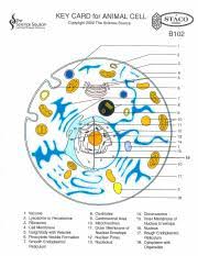 We did not find results for: Cell Labeling Pdf Key Card For Animal Cell Gsggfence Source Copyright 2002 The Science Source Learning Through Discovery 16 1 Vacuole 8 Centrioles 14 Course Hero