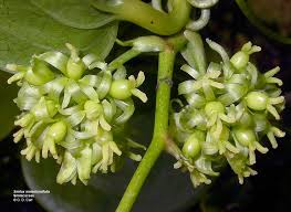Image result for Smilax