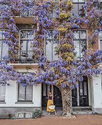 Oh Wisteria We Miss You Already Photo By Taramilktea In The Posy Sequin Skirt Wisteria Floral Backdrop Beautiful Flowers