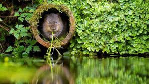 There are a lot of advantages to windows spotlight quiz. Collection Of Windows Spotlight Wallpapers Landscape Hd Water Vole Animals Photo