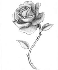 The Rose Put The Writing In The Stem Rose Sketch Roses Drawing Rose Drawing Pencil