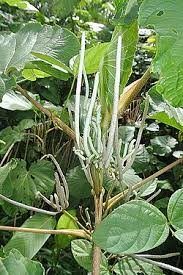 Image result for Piper umbellatum