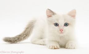 Are you interested in getting a ragdoll breed of cat? Katt Katt White Ragdoll Cat With Blue Eyes