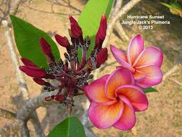 Hurricane Sunrise Perhaps Our Rarest Plumeria And One Of The Best We Ve Seen An Inflo Bloom From April Thr Plumeria Flowers Flower Pot Design Jungle Flowers