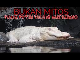 Apakah membuat gambar wajah hitam putih itu mudah? 3 Penampakan Buaya Putih Di Indonesia Asli Bukan Mitos Youtube