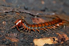You can identify between a centipede and a millipede by their appearance, where they live, food they eat, and more. Centipedes Vs Millipedes What S The Difference