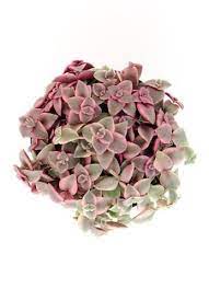 In benevolent climates, you can stay out all year. Crassula Marginalis Rubra Variegata Calico Kitten Types Of Succulents Succulents Different Types Of Succulents