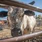 Rodeo Alaska Champions Tour Tough Enough to Wear Pink Rodeo
