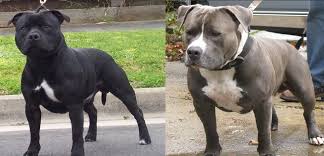 Pit bull is a term used in the united states for a type of dog descended from bulldogs and terriers, while in other countries such as the united kingdom the term is used as an abbreviation of the american pit bull terrier breed. Staffordshire Bull Terrier The Winston Blog