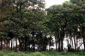 Image result for Cordia africana