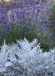 Dusty Miller And Lavender Dusty Miller Cineraria Landscaping Inspiration