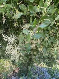 Image result for Apodytes