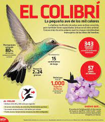Infografianotimex Hashtag On Twitter Spanish Animals Learning Spanish Learning