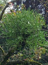 Image result for Viscum hildebrandtii