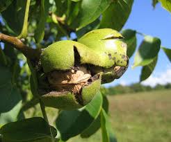 Image result for Juglans