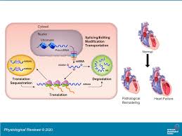We did not find results for: Mrna Metabolism In Cardiac Development And Disease Life After Transcription Physiological Reviews