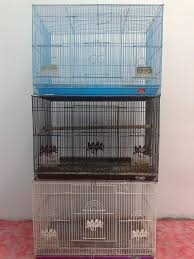 Biasanya burung ini dipelihara untuk dilombakan maupun untuk diternak. Ukuran Kandang Penangkaran Lovebird Yang Baik Peternakan Dan Perkebunan